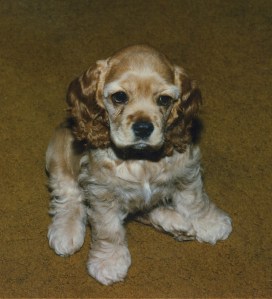 Cocker Spaniel puppy