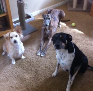 Skip, Nellie & Callie