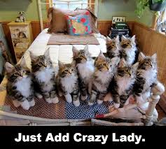 Crazy cat lady