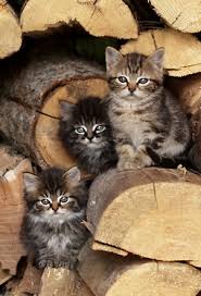 kittens in wood pile