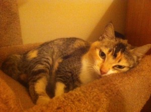 Star, my newest foster