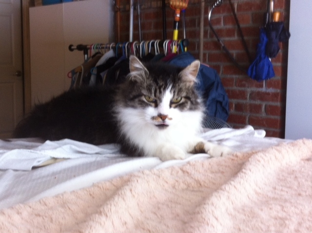 Buddy enjoying my car roof