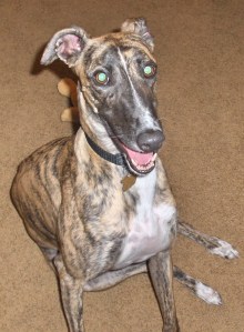 Smile Nellie. Good girl.