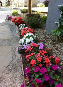 Annuals the dogs haven't discovered yet