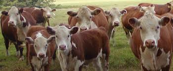 This is what bewildered looks like