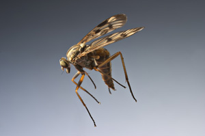 One of many insects I encountered