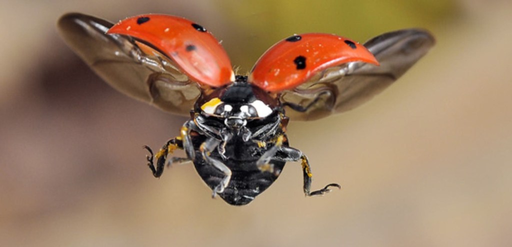 These cute little ladies hurt like hell