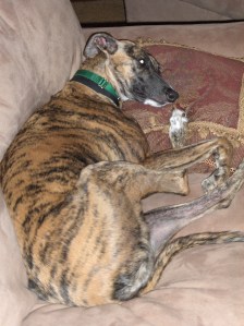 My sofa chewing Nellie