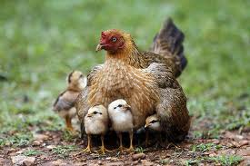 mother hen