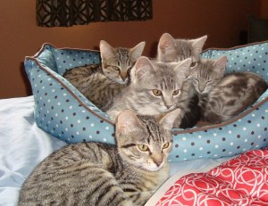 Some of our rescues  saved from life on the streets