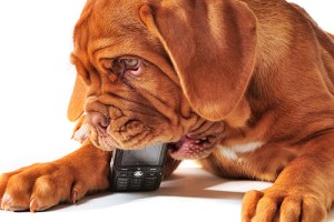 dog with phone