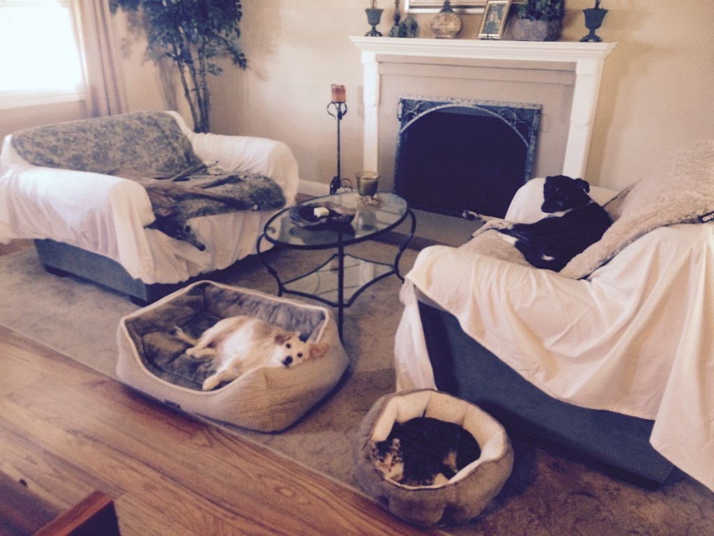 Nelli, Callie, Skip and Tippi at nap time 