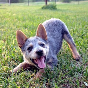blue heeler