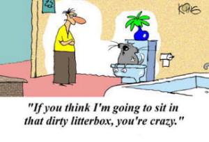 dirty litter box