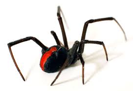 A harmless looking Redback
