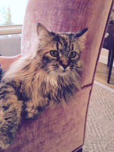 Even Kathy's cat, Penny, is regal