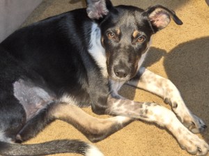 Impossible to diaper with a missing hind leg