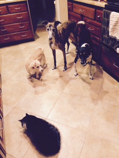 Waiting for Buddy to finish his treat