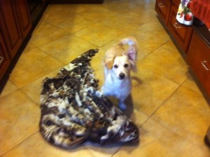 Skip with his blanket