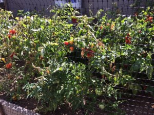 The tomato garden