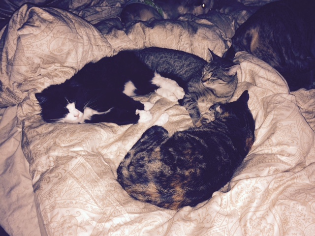 all cats on bed
