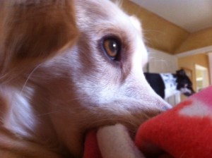 How dare you take my precious blanket