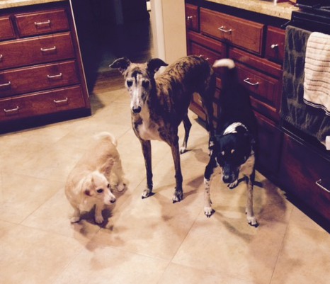 buddy-eating-in-kitchen