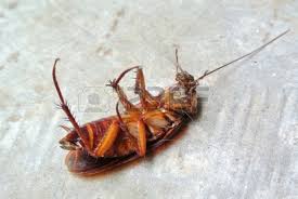 Look on the bright side; it's dead