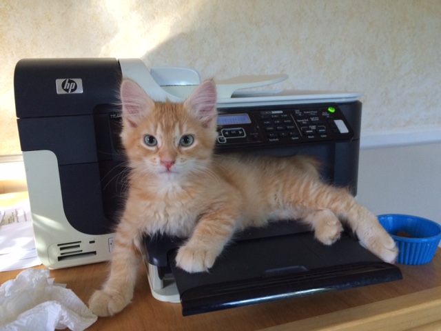 Dodo bird, that's not how a printer works