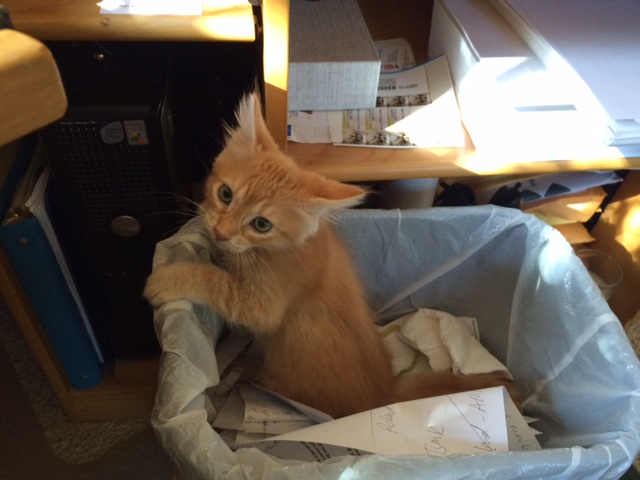 Playing in the garbage can