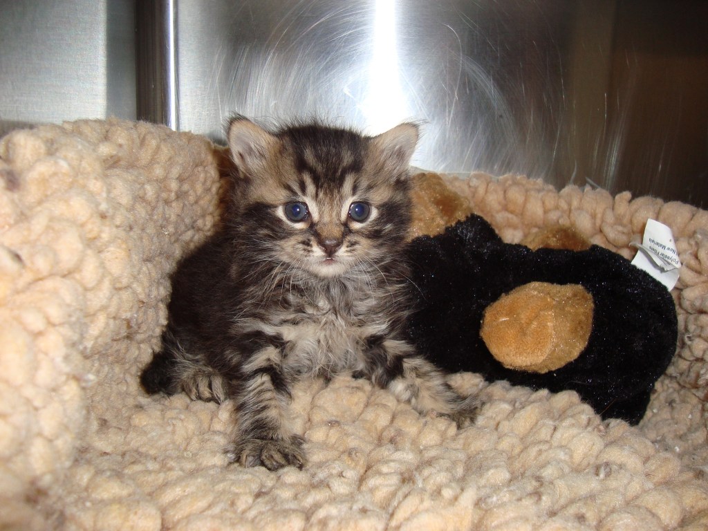 Mom left in a woodpile