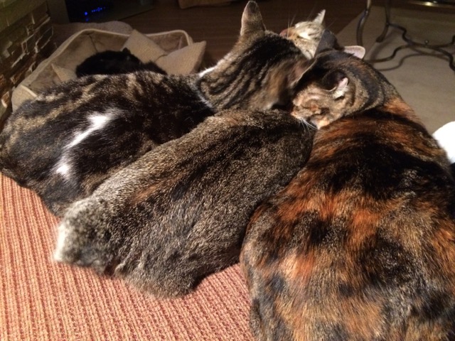 Jack, Savannah and Tippi