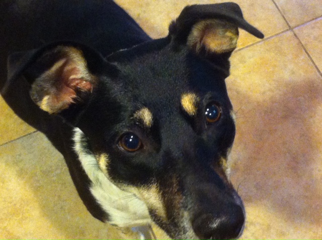 Callie up close in kitchen