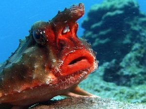 Rosy Lipped Batfish