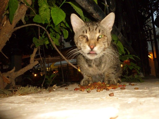 greece injured cat