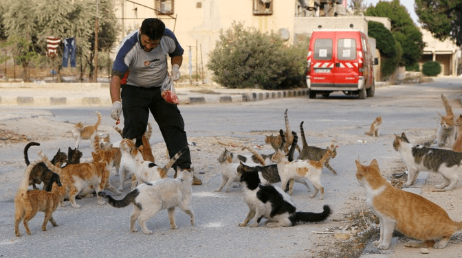 Greece man with cats