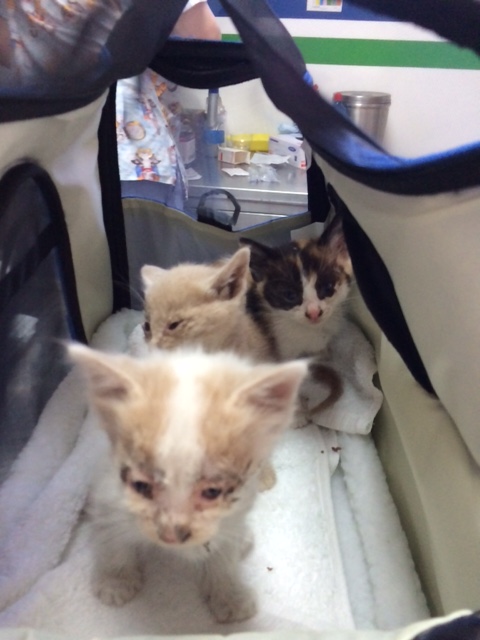 greek kittens before