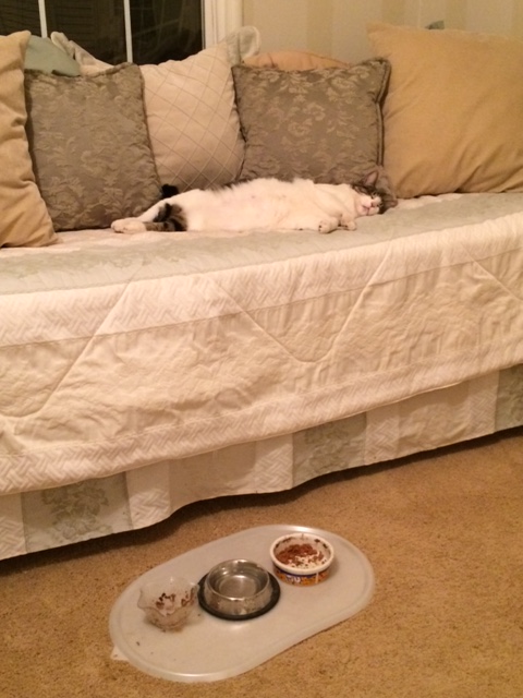 Jackie guarding food