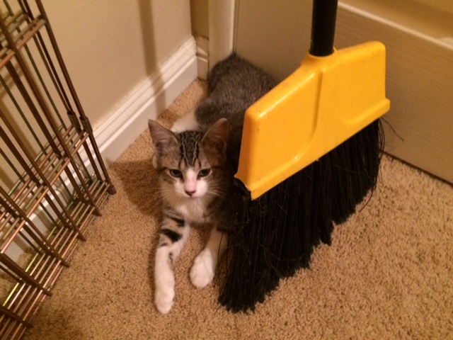 kitten and broom
