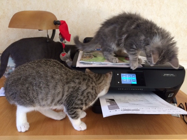 kittens with printer2
