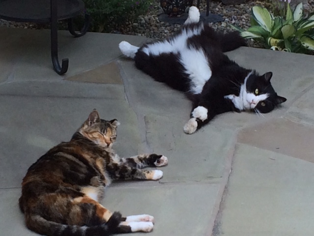 oliver and tippy on patio