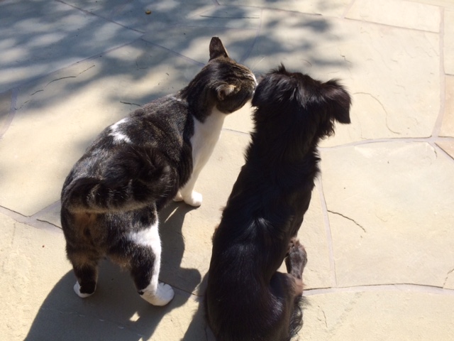 wally and jack in backyard