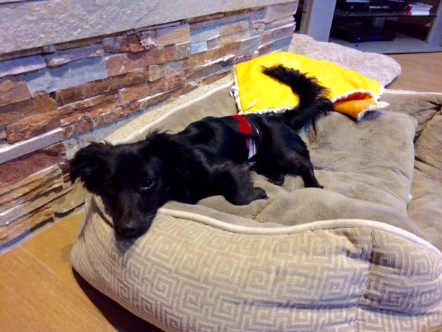 wally in bellyband again