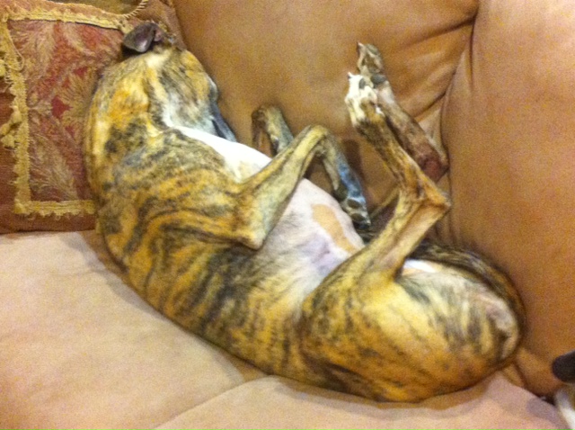 nellie-sleeping-on-sofa