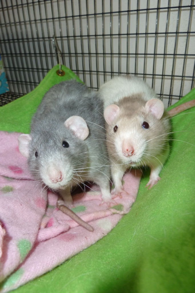 donnas-rats-izzy-and-simon
