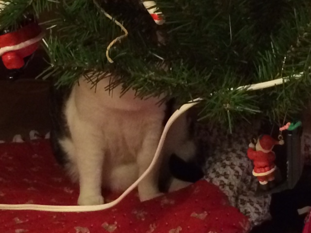 jack-under-tree