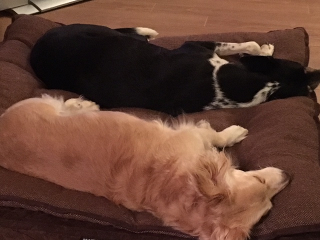 skip-and-callie-sleeping