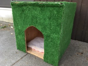 feral house with carpet