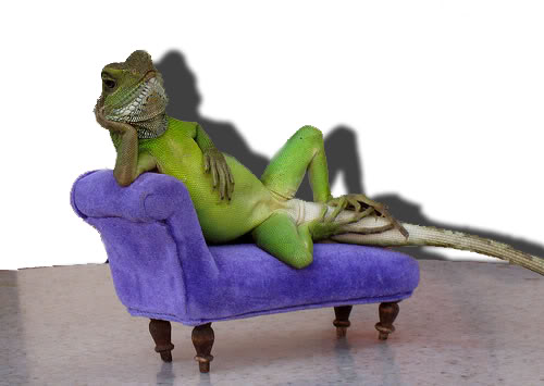 lounge lizard