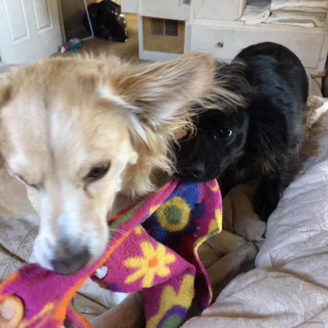 skip and wally battle